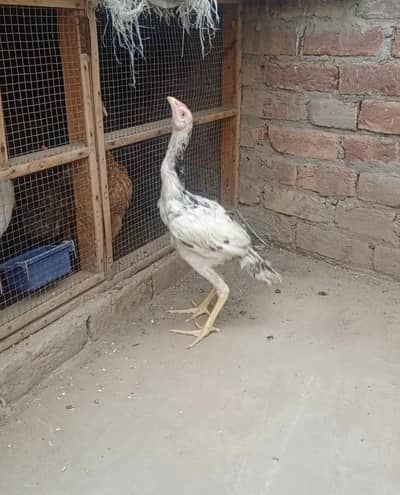 argent for sale bhot kamal ki chez hai majburi  ma sale kar rha ho