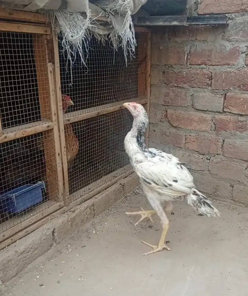 argent for sale bhot kamal ki chez hai majburi  ma sale kar rha ho — photo 2