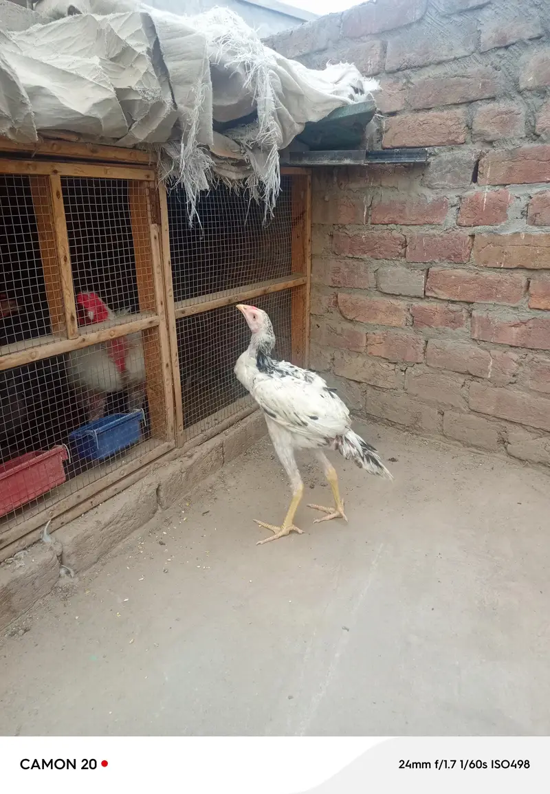 argent for sale bhot kamal ki chez hai majburi  ma sale kar rha ho — photo 3