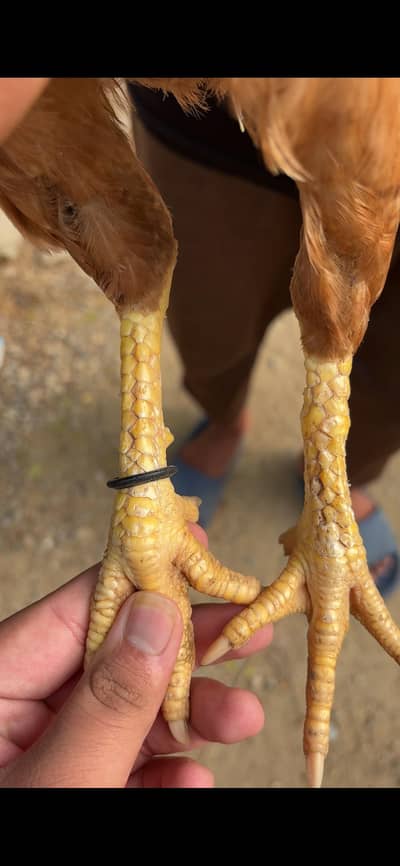 2 female