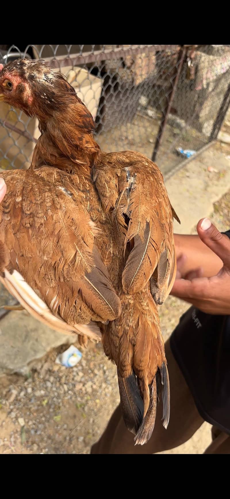 2 female 4