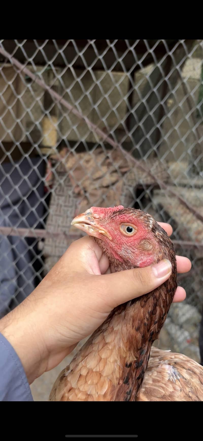 2 female 5