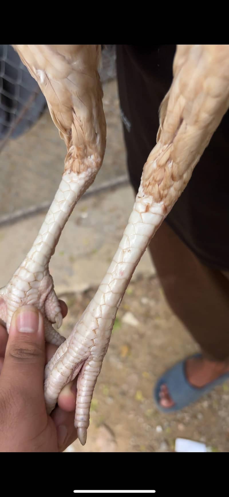 2 female 7