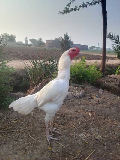Aseel murga