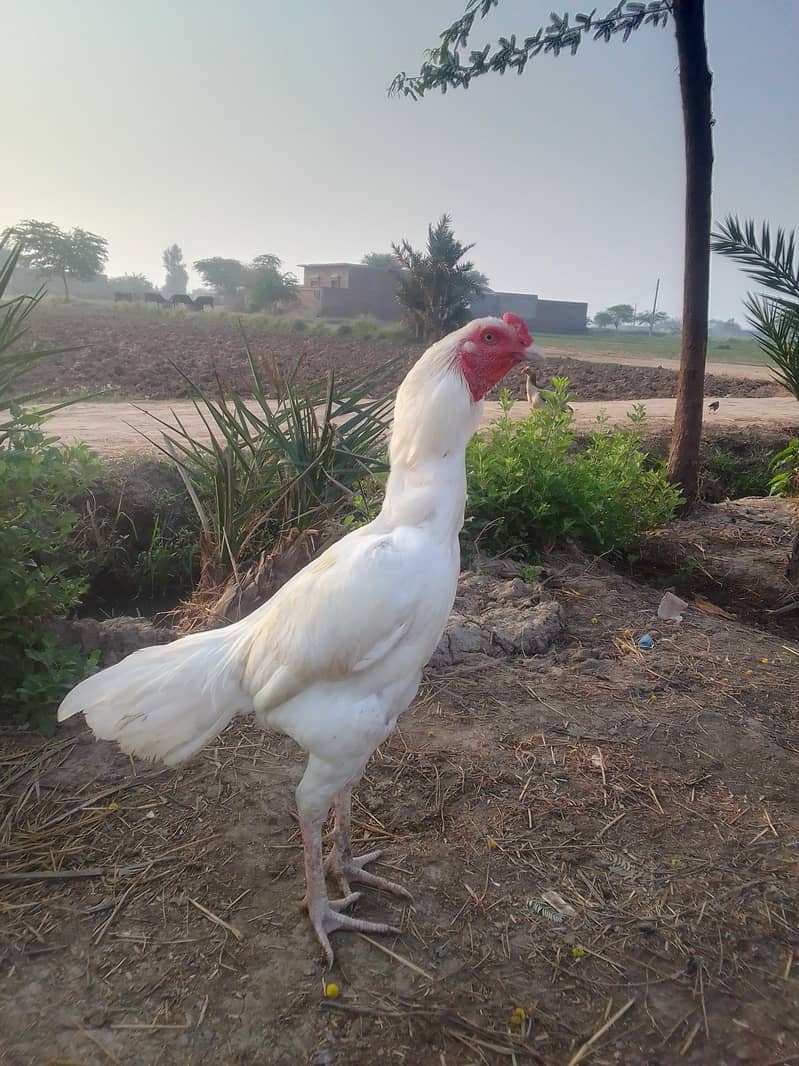 Aseel murga 0