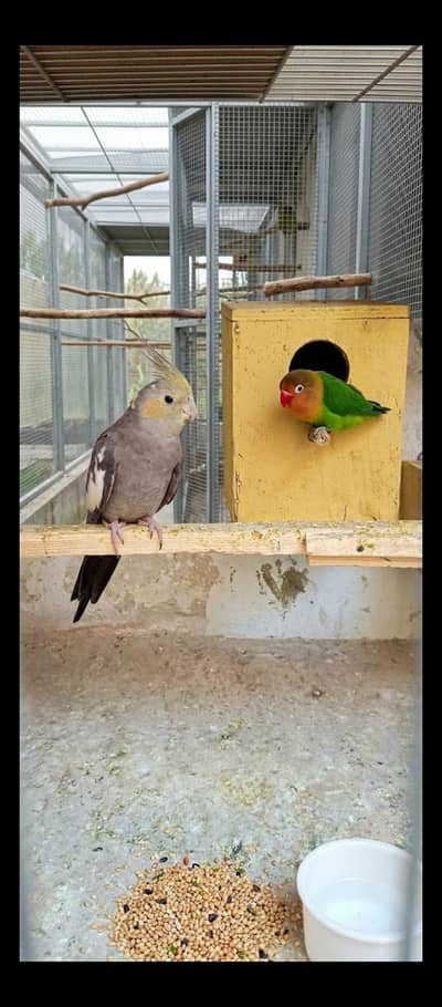 Cocktail femail and Love Bird Male