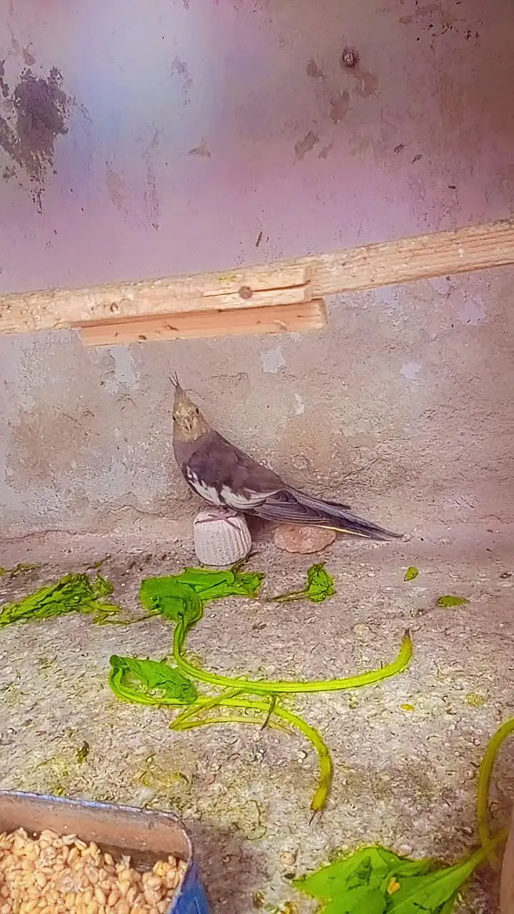 Cocktail femail and Love Bird Male — photo 3
