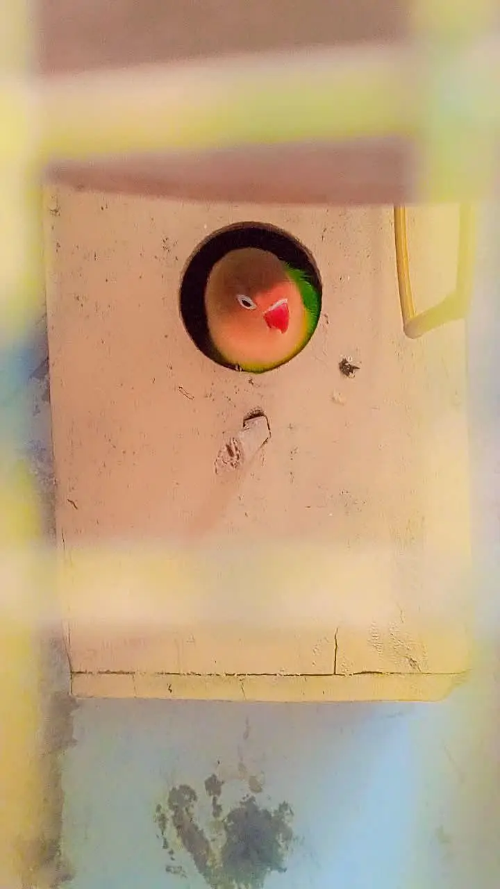 Cocktail femail and Love Bird Male — photo 6