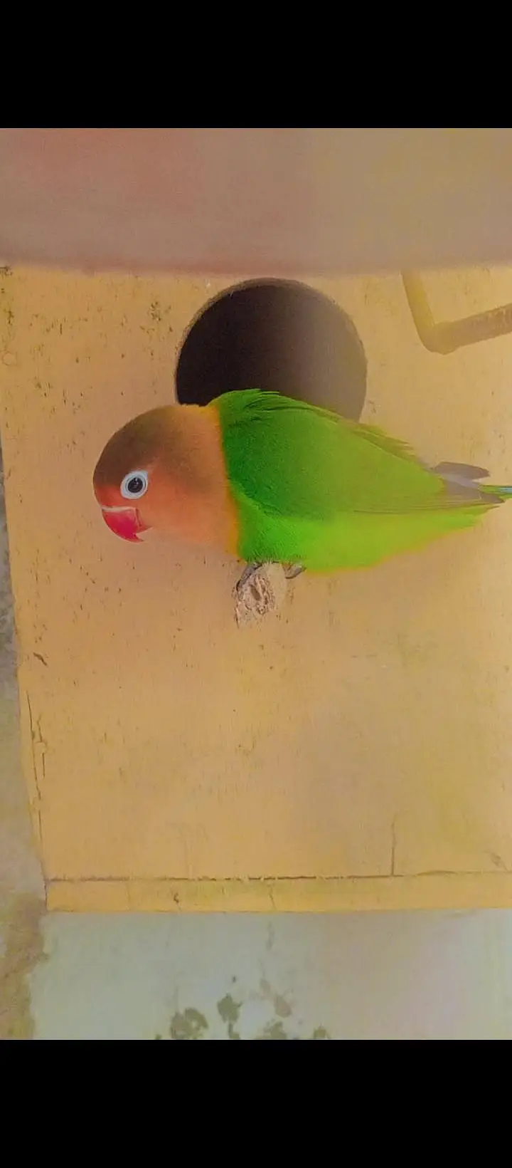Cocktail femail and Love Bird Male — photo 7