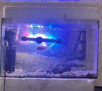 Fish Tank