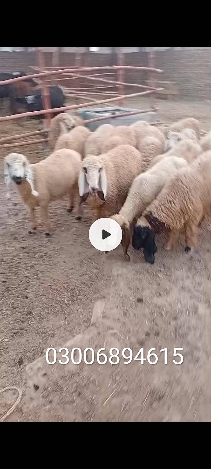 Dumba 1