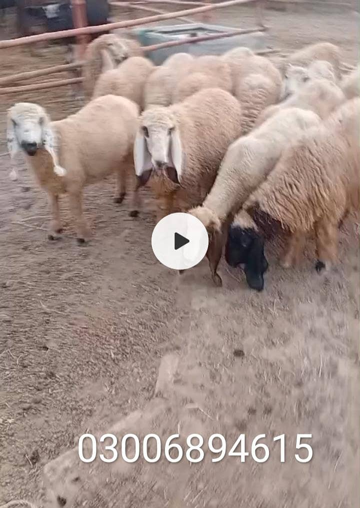 Dumba 2