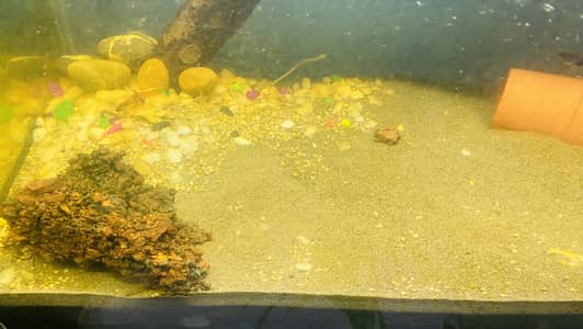 Complete Aquarium Setup for Sale – Ready to Use