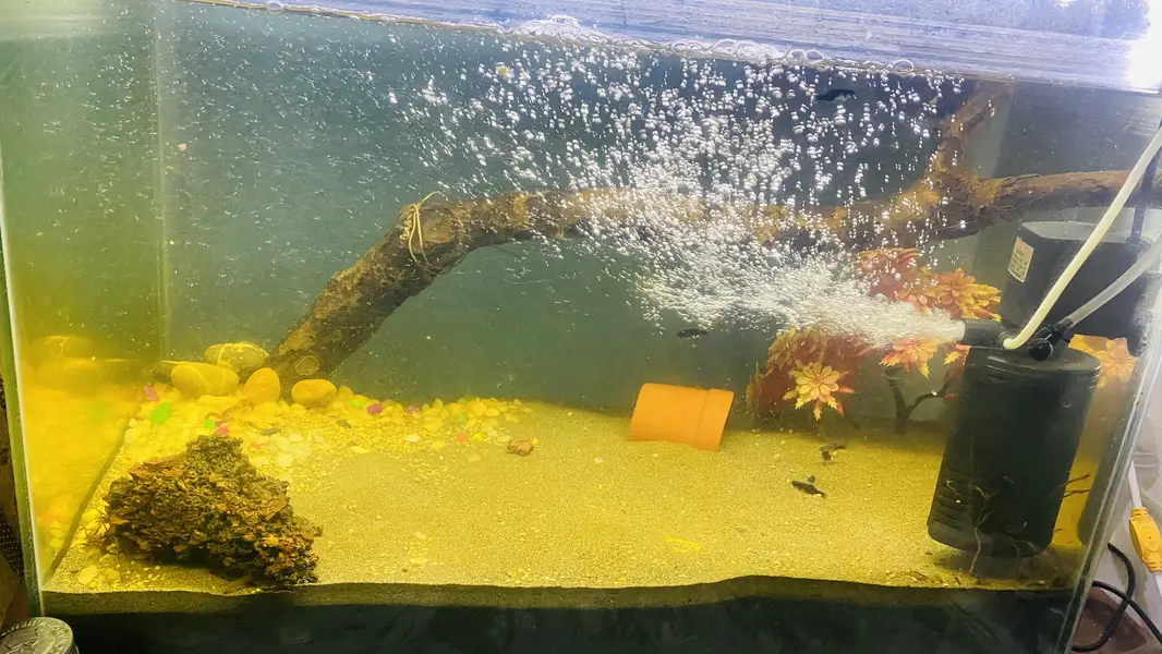 Complete Aquarium Setup for Sale – Ready to Use — photo 2