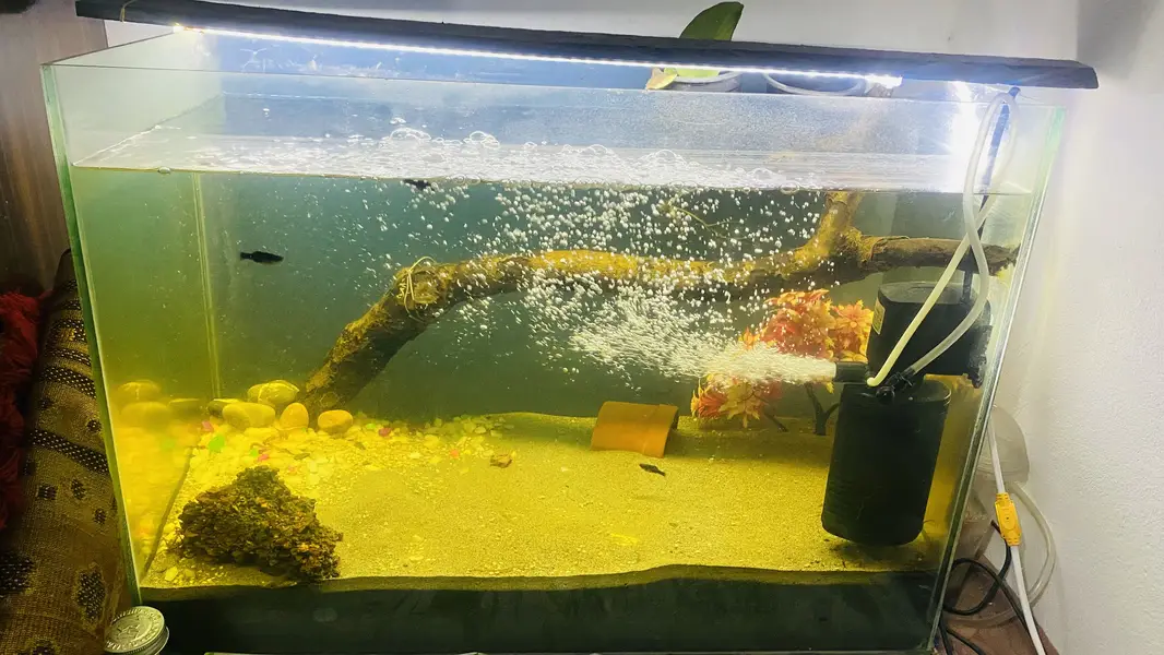 Complete Aquarium Setup for Sale – Ready to Use — photo 3