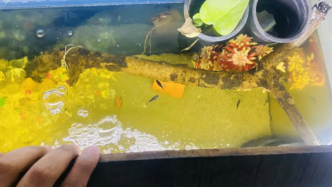 Complete Aquarium Setup for Sale – Ready to Use — photo 4