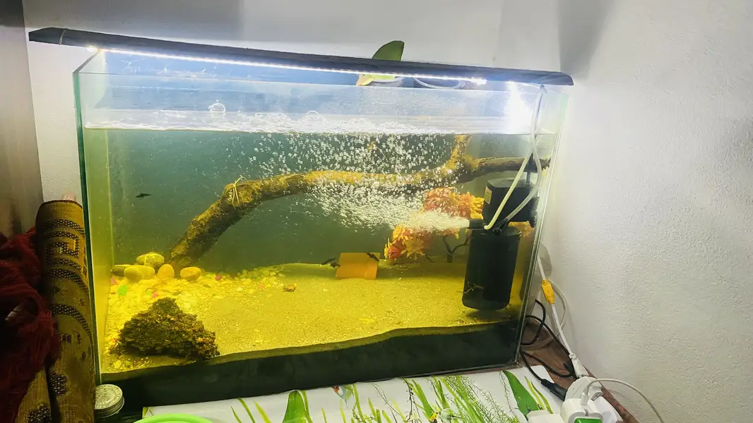 Complete Aquarium Setup for Sale – Ready to Use — photo 6