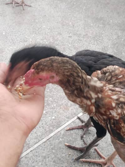urgent sell,aseel female's