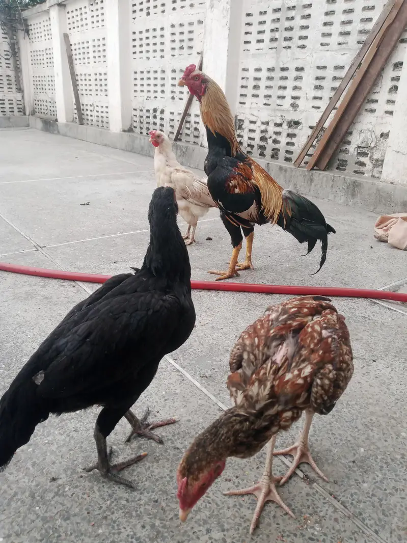 urgent sell,aseel female's — photo 2