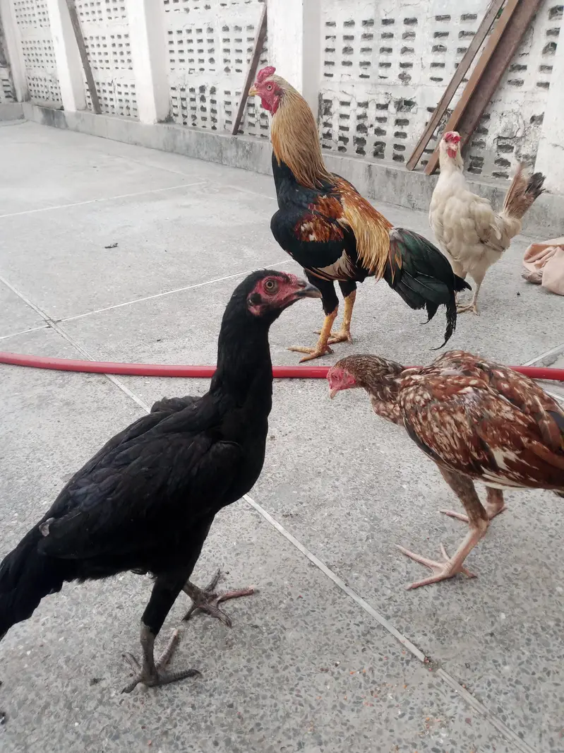 urgent sell,aseel female's — photo 3