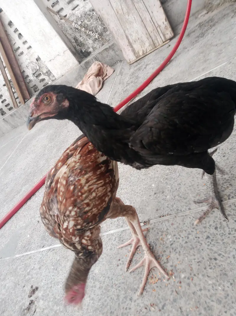 urgent sell,aseel female's — photo 4