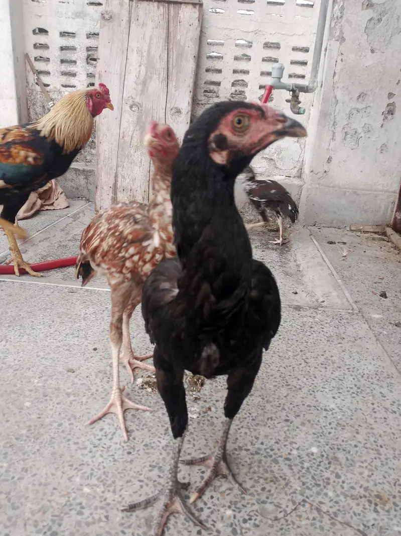 urgent sell,aseel female's — photo 5