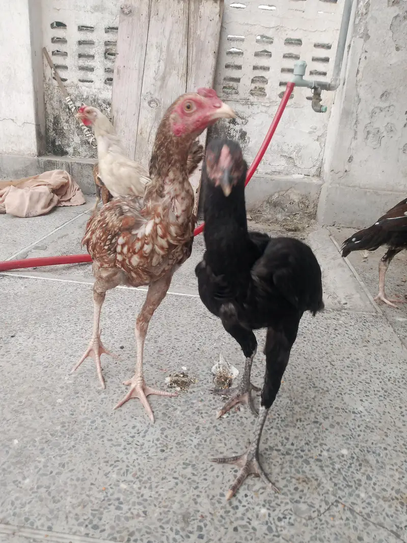 urgent sell,aseel female's — photo 6