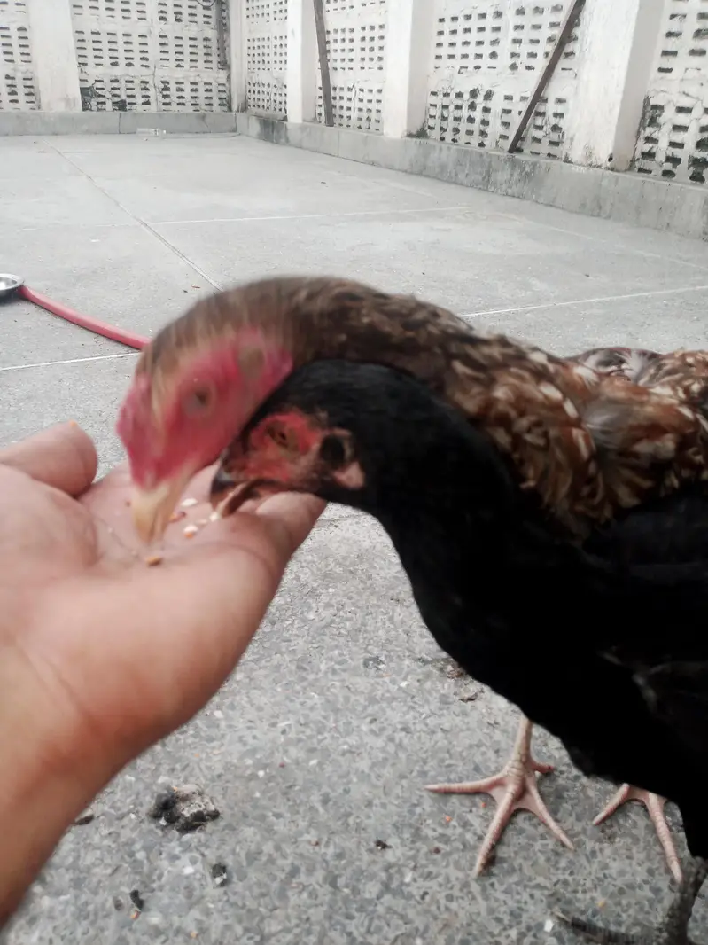 urgent sell,aseel female's — photo 7