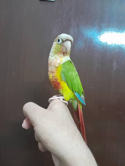 [Raw Alexandrine] [conure]