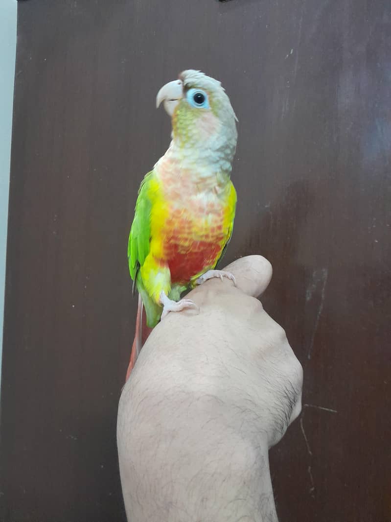 Green cheek pineapple conure 2