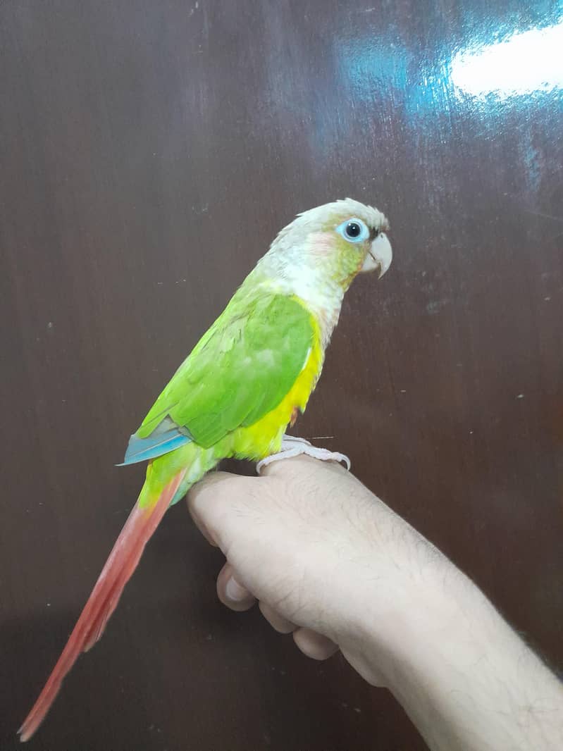 Green cheek pineapple conure 3