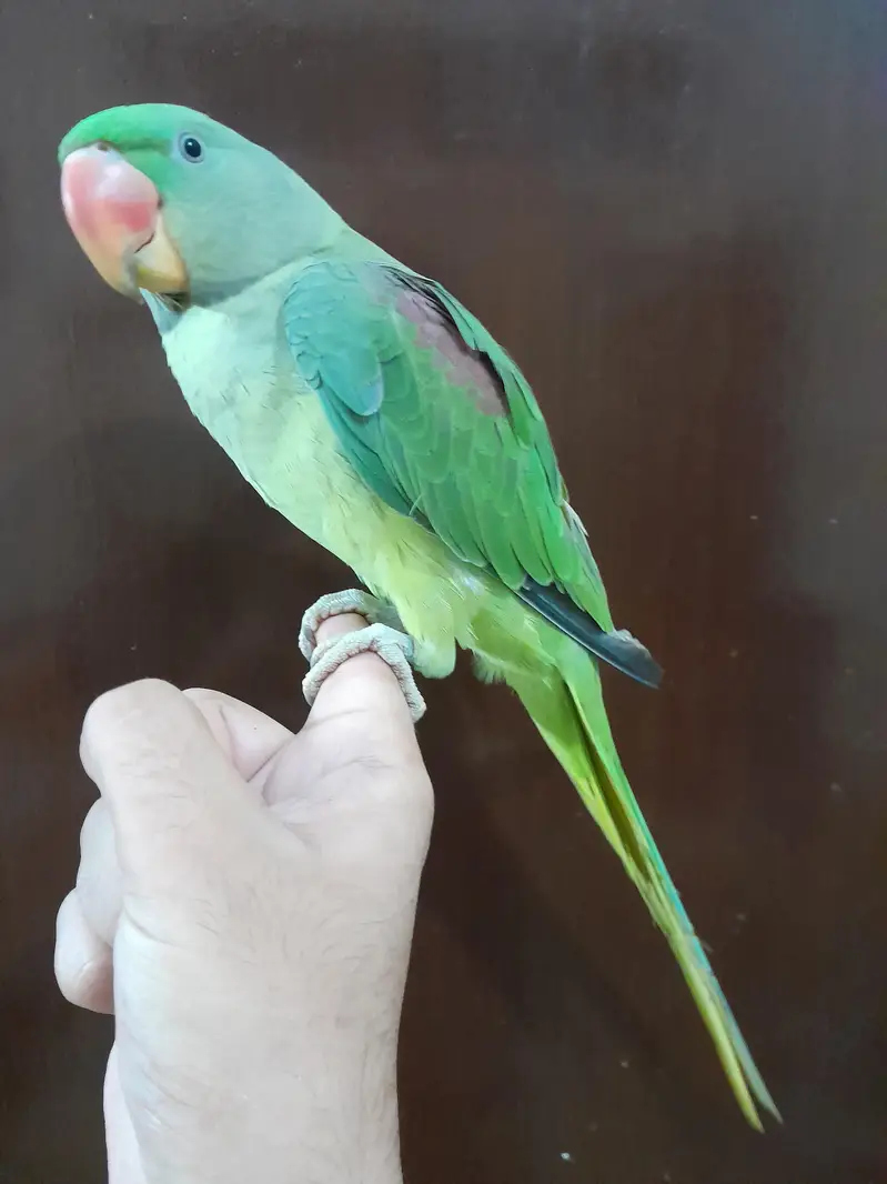 [Raw Alexandrine] [conure] — photo 4