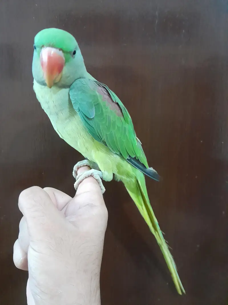 [Raw Alexandrine] [conure] — photo 5