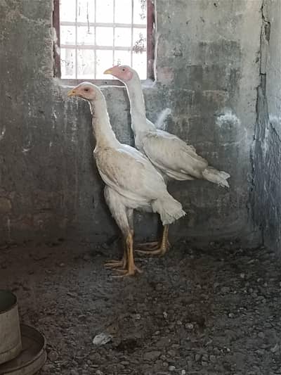 White Aseel pair for sale