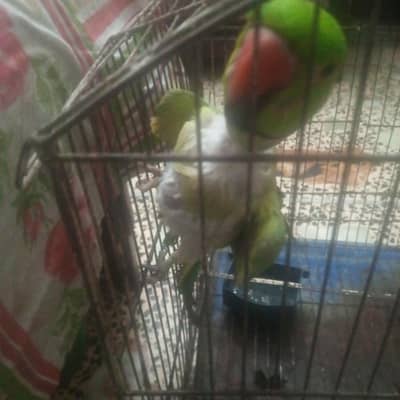 parrot