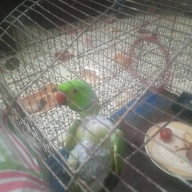 parrot 1