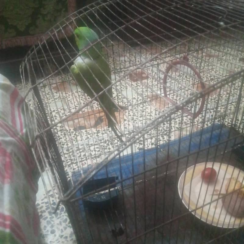 parrot 2