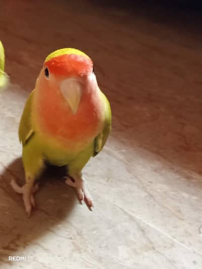 hath. per paly lovebirds