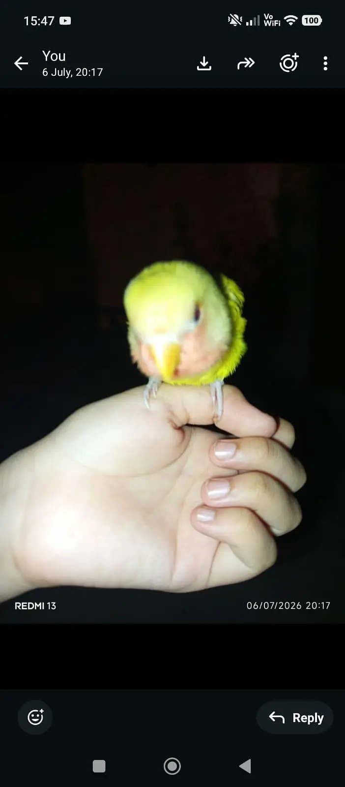 hath. per paly lovebirds — photo 2