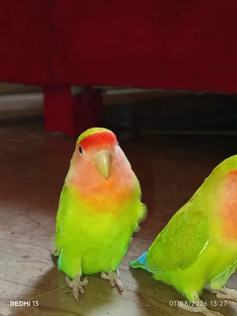 hath. per paly lovebirds — photo 3