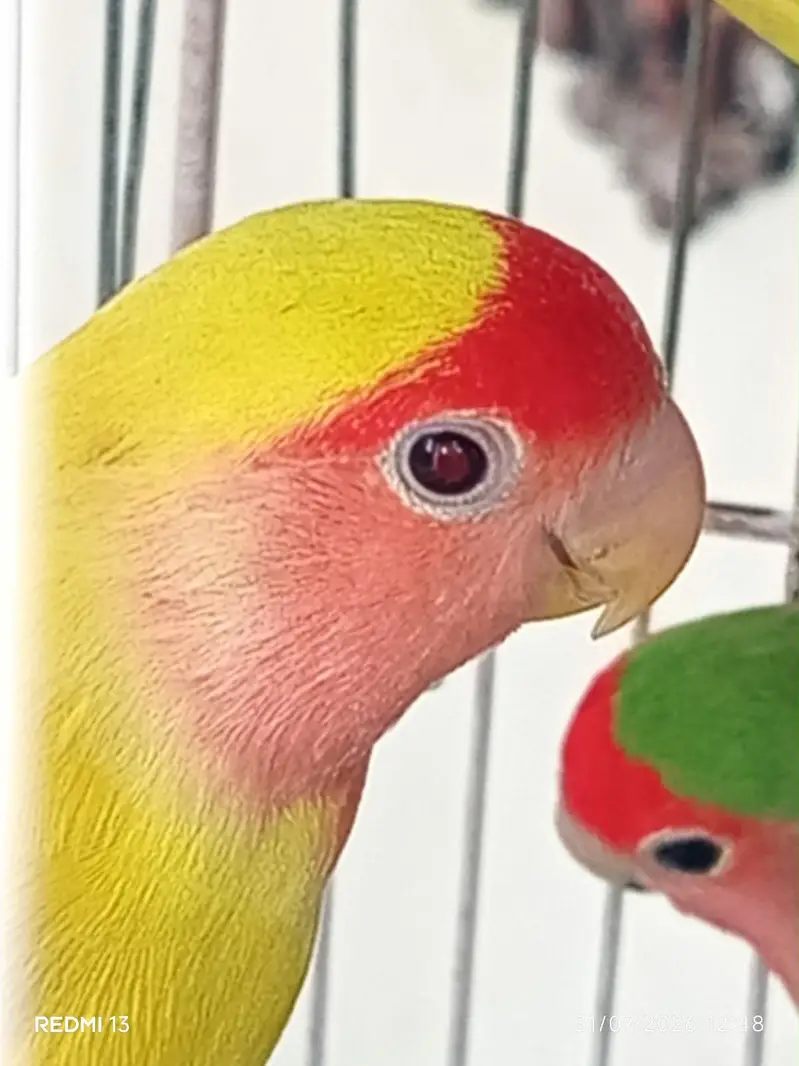 hath. per paly lovebirds — photo 4