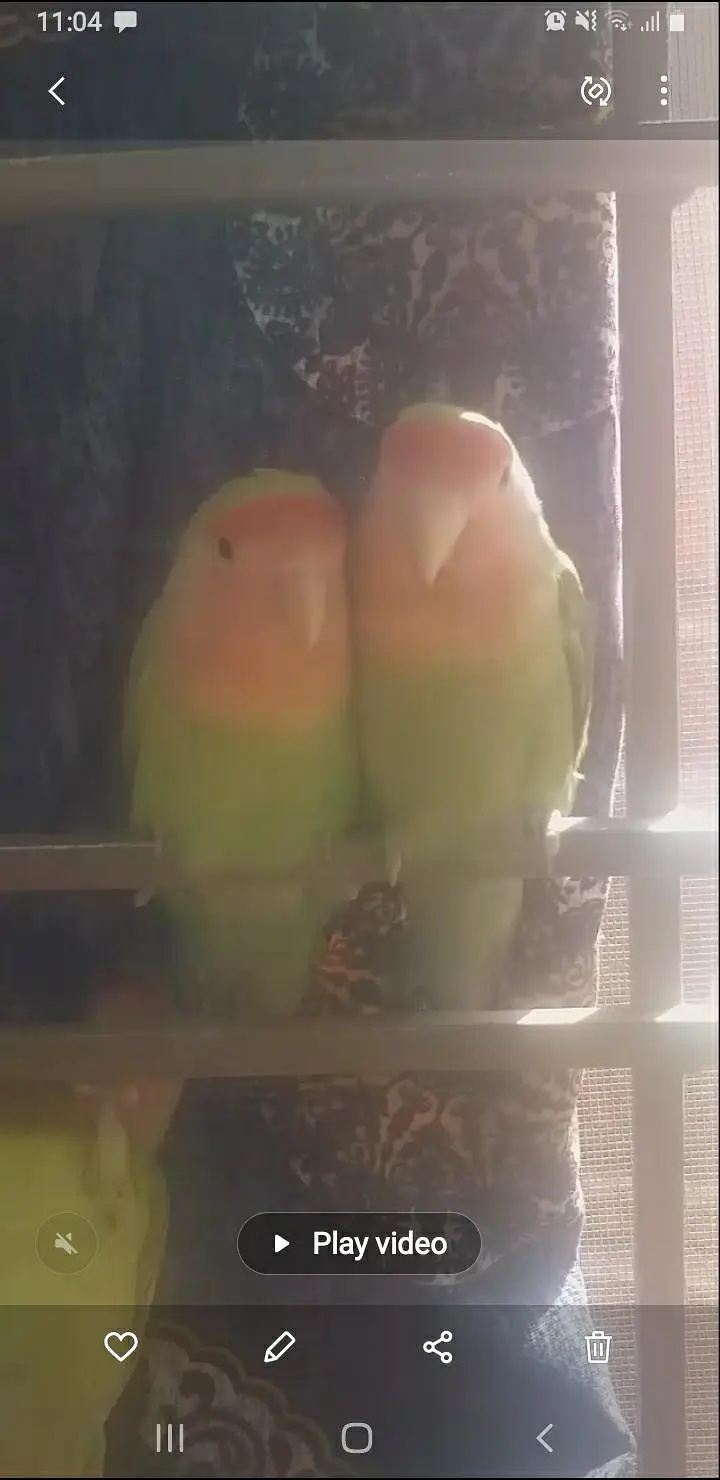 hath. per paly lovebirds — photo 5