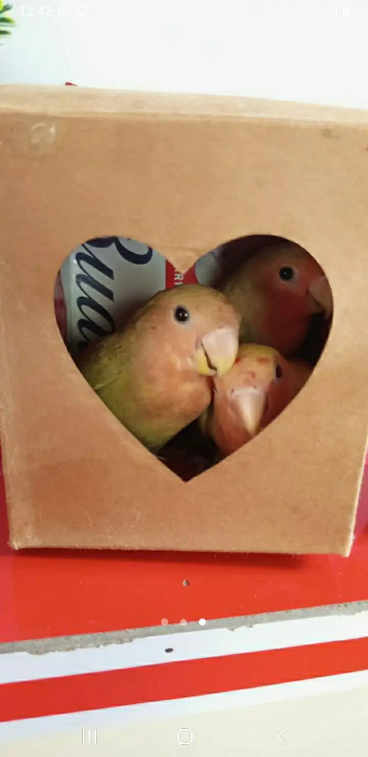 hath. per paly lovebirds — photo 6
