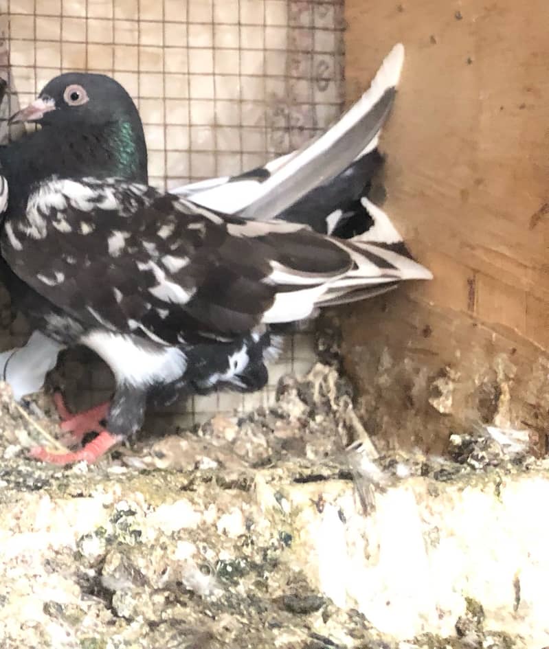 High flyer pigeon 2