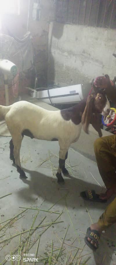 Bakra jodi urgent sale double haddi 1 kheera or dusra 2 dant ka ha