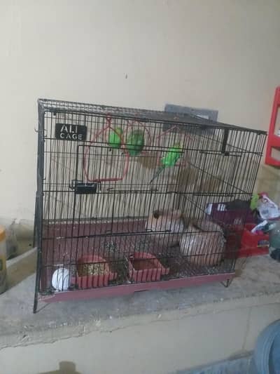 argent sale 3 parrots  with pinjra  Australian hain