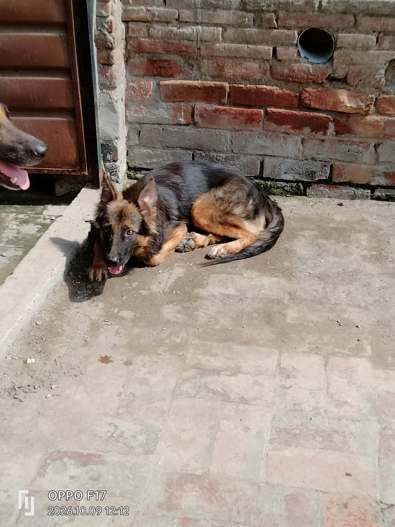 full alert security dog 0