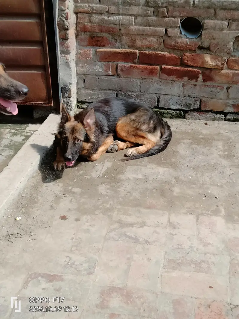 full alert security dog