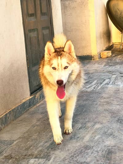 Siberian Husky pair 7 months age for sale