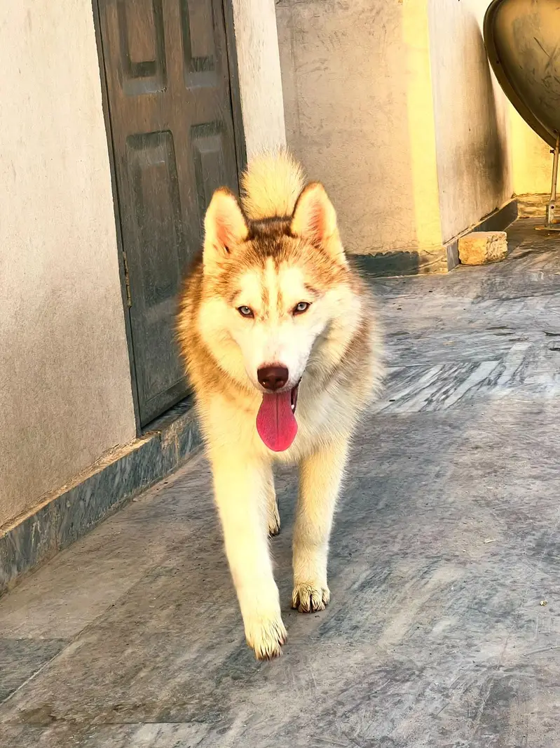 Siberian Husky pair 7 months age for sale